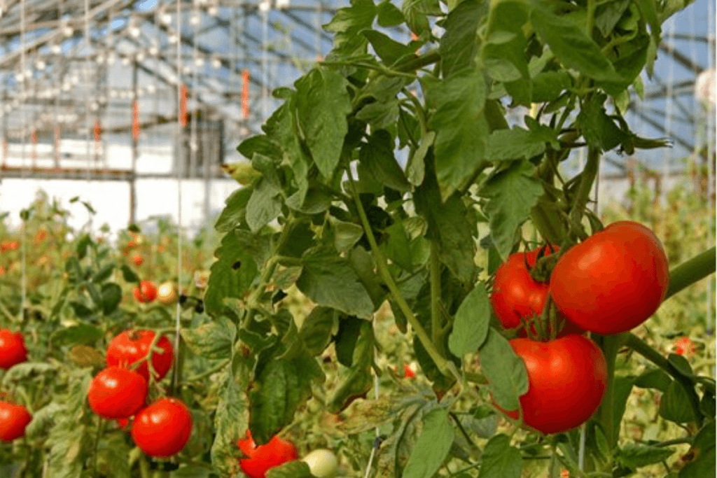 Horticulture Business in Africa