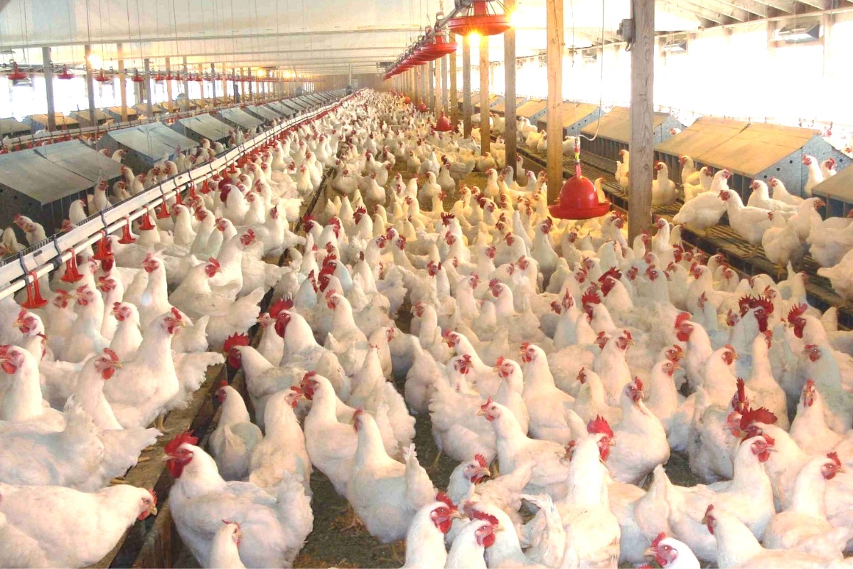 Farmers Corner: Poultry Farming Business Setup in Africa