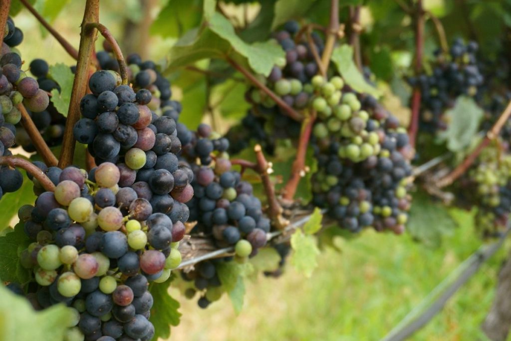 Grape Farming: All You Need to Know