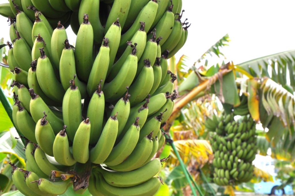 Nutritional Tips: Why Bananas Should be part of your Diet