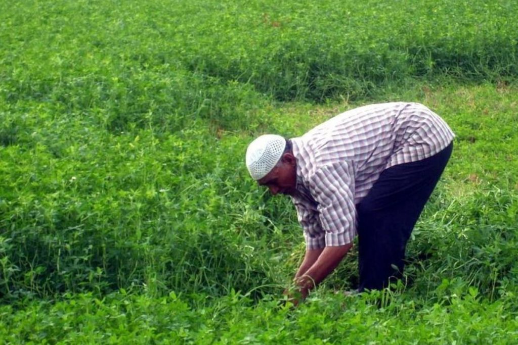 Egypt partners The UN’s FAO to Digitize Agriculture