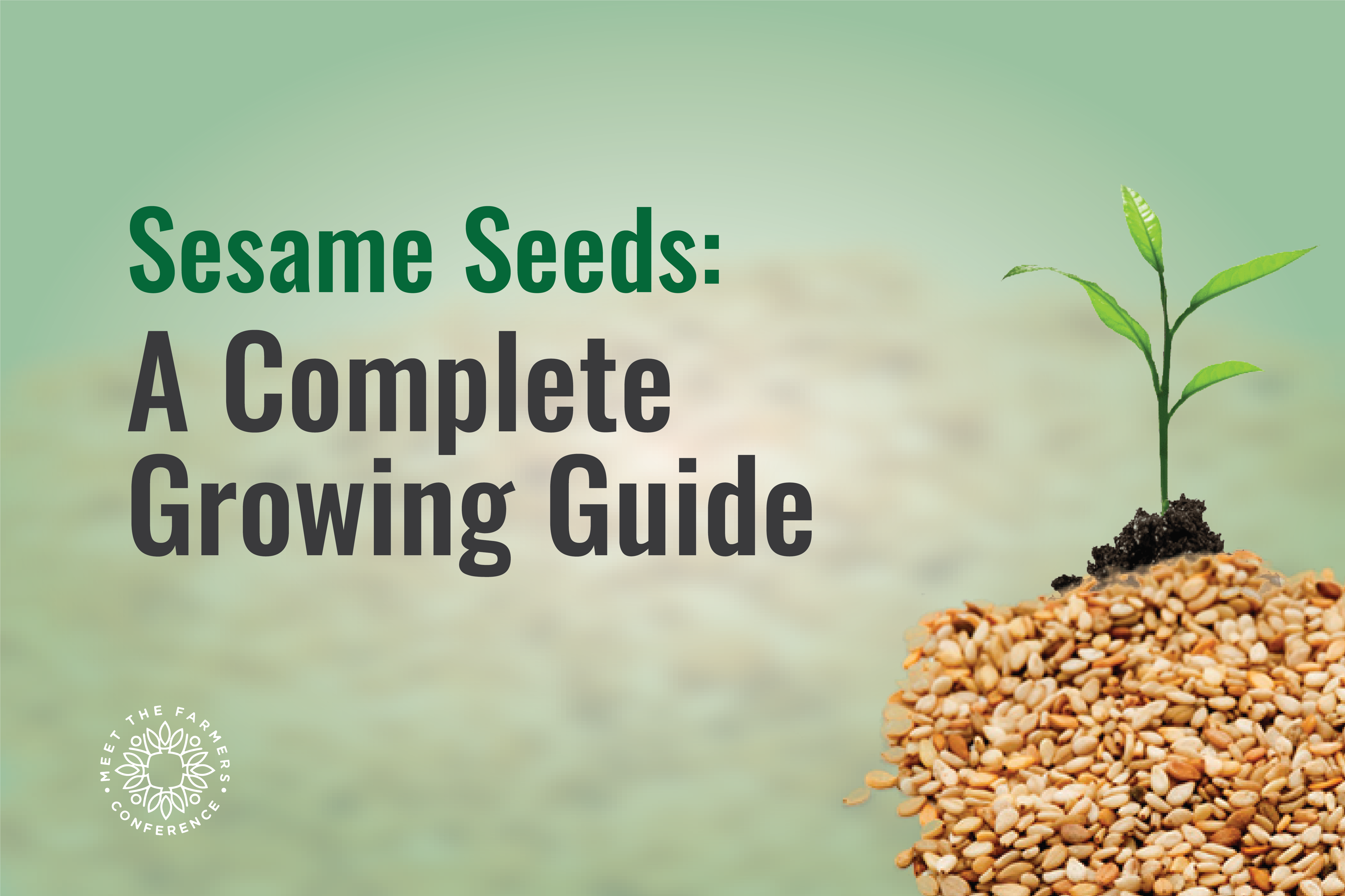 Sesame Seeds: A Complete Growing Guide